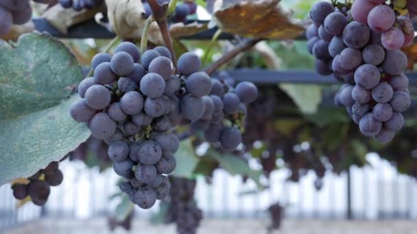 Ramo de uvas maduras Isabella o Vitis labrusca. Tiempo de cosecha de otoño para la vid. — Vídeo de stock