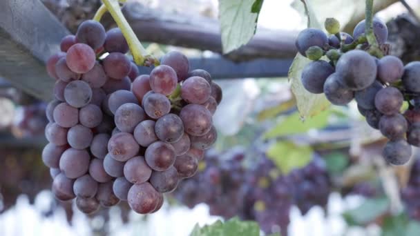 Ramo de uvas maduras Isabella o Vitis labrusca. Tiempo de cosecha de otoño para la vid. — Vídeo de stock