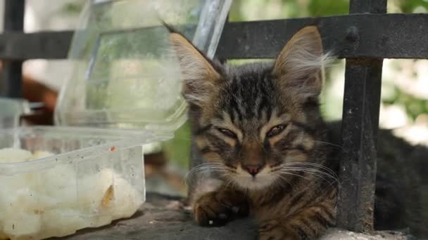Сонный бездомный котёнок смотрит в камеру. Концепция бродячих животных — стоковое видео