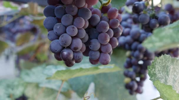 Zweig der reifen Isabella-Trauben oder Vitis labrusca. Herbst-Erntezeit für Reben. — Stockvideo