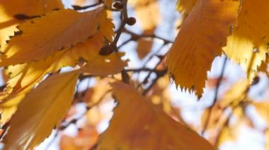 Sabah güneşleri rengarenk sonbahar yapraklarının arasından yol alırlar. Sonbahar yeşilliği olan doğa. Yakın plan. Sonbahar mevsimi.