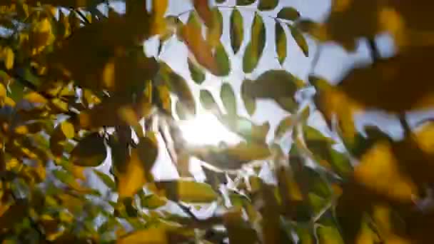 Fasciculele de soare de dimineață își croiesc drum prin frunze colorate de toamnă. Fundal natural cu frunze de toamnă. Vedere înceţoşată. De aproape. Sezonul toamna. — Videoclip de stoc