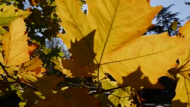 Los rayos de sol de la mañana se abren paso a través de coloridas hojas otoñales. Fondo natural con follaje otoñal. Primer plano. Temporada de otoño. — Vídeo de stock