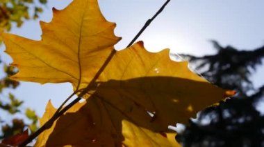 Sabah güneşleri rengarenk sonbahar yapraklarının arasından yol alırlar. Sonbahar yeşilliği olan doğa. Yakın plan. Sonbahar mevsimi.