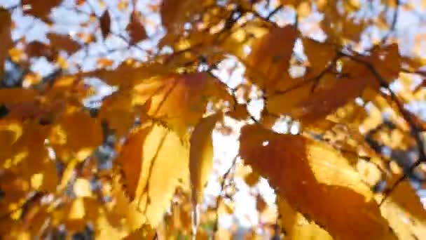 Morgensonne bahnt sich ihren Weg durch buntes Herbstlaub. Naturhintergrund mit Herbstlaub. Nahaufnahme. Herbstzeit. — Stockvideo