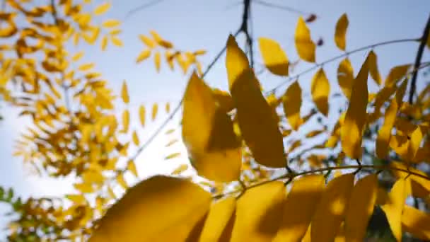 Ranní paprsky se prodírají barevnými podzimními listy. Přírodní zázemí s podzimním listím. Detailní záběr. Podzimní období. — Stock video