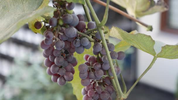 Ramo de uvas maduras Isabella o Vitis labrusca. Tiempo de cosecha de otoño para la vid. — Vídeo de stock