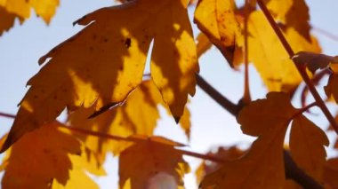 Sabah güneşleri rengarenk sonbahar yapraklarının arasından yol alırlar. Sonbahar yeşilliği olan doğa. Yakın plan. Sonbahar mevsimi.