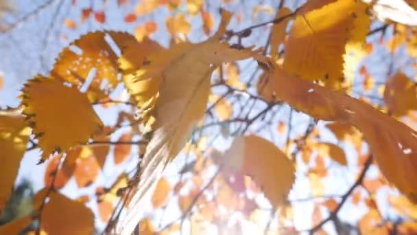 Poranne promienie słońca przedostają się przez kolorowe jesienne liście. Tło natury z jesiennymi liśćmi. Zbliżenie. Jesienny sezon. — Wideo stockowe