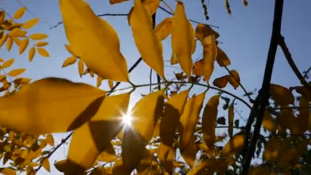 Ochtendzonnestralen maken hun weg door kleurrijke herfstbladeren. Natuur achtergrond met herfstblad. Een close-up. Herfstseizoen. — Stockvideo
