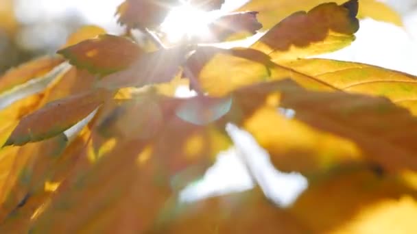 Los rayos de sol de la mañana se abren paso a través de coloridas hojas otoñales. Fondo natural con follaje otoñal. Primer plano. Temporada de otoño. — Vídeo de stock