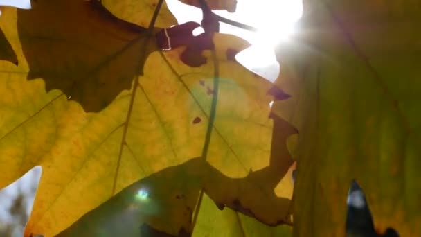Poranne promienie słońca przedostają się przez kolorowe jesienne liście. Tło natury z jesiennymi liśćmi. Zbliżenie. Jesienny sezon. — Wideo stockowe