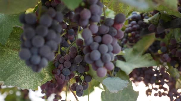 Branch of ripe Isabella grapes or Vitis labrusca. Autumn harvest time for grapevine. — Stock Video