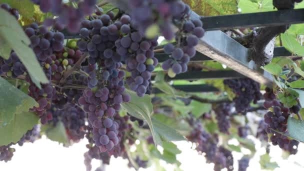 Tak van rijpe Isabella druiven of Vitis labrusca. Herfst oogsttijd voor wijnstokken. — Stockvideo