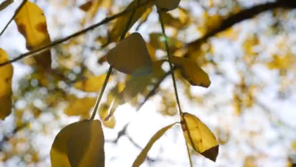 朝の日差しはカラフルな紅葉を通して彼らの道を作ります。秋の葉を持つ自然背景。接近中だ。秋. — ストック動画