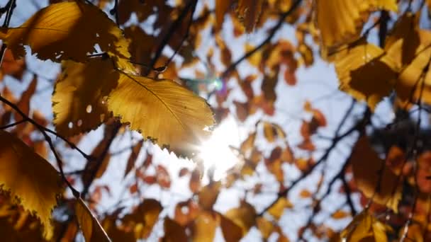 Morning sunbeams make their way through colorful autumn leaves. Nature background with autumn foliage. Close-up. Autumn season. — Stock Video