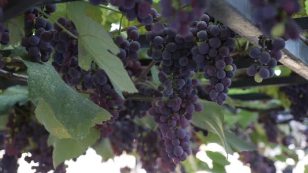 Érett lsabella szőlő vagy Vitis labrusca ág. Őszi szüret ideje a szőlő esetében. — Stock videók