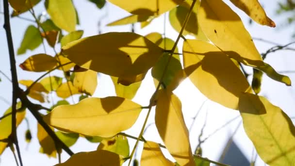 Πρωινές ηλιαχτίδες περνούν μέσα από πολύχρωμα φθινοπωρινά φύλλα. Φύση φόντο με φθινοπωρινό φύλλωμα. Κοντινό πλάνο. Φθινοπωρινή. — Αρχείο Βίντεο