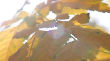 Sabah güneşleri rengarenk sonbahar yapraklarının arasından yol alırlar. Sonbahar yeşilliği olan doğa. Yakın plan. Sonbahar mevsimi.