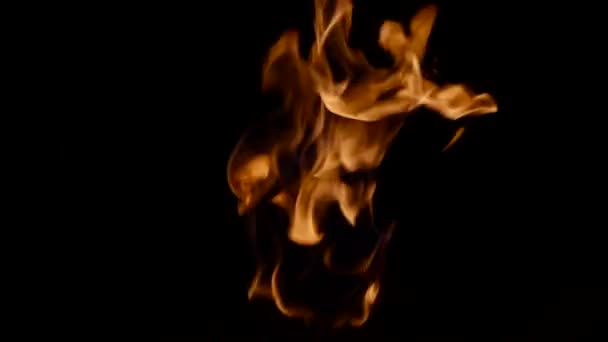 Skutečný oheň na černém pozadí. — Stock video