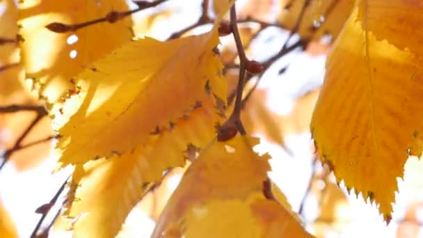 Os raios de sol da manhã fazem seu caminho através de folhas coloridas do outono. Natureza fundo com folhagem de outono. Close-up. Temporada de outono. — Vídeo de Stock