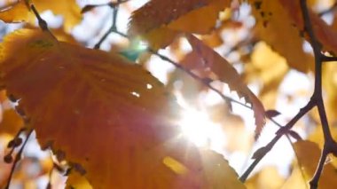 Sabah güneşleri rengarenk sonbahar yapraklarının arasından yol alırlar. Sonbahar yeşilliği olan doğa. Yakın plan. Sonbahar mevsimi.