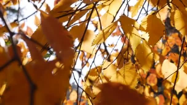 Os raios de sol da manhã fazem seu caminho através de folhas coloridas do outono. Natureza fundo com folhagem de outono. Close-up. Temporada de outono. — Vídeo de Stock