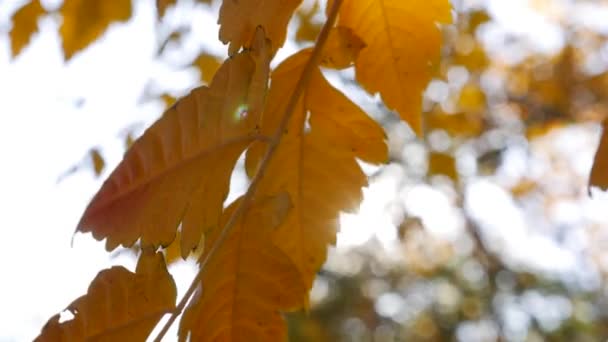 朝の日差しはカラフルな紅葉を通して彼らの道を作ります。秋の葉を持つ自然背景。接近中だ。秋. — ストック動画