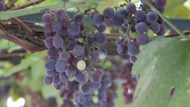 Gałąź dojrzałych winogron Isabella lub Vitis labrusca. Jesienny czas zbiorów winorośli. — Wideo stockowe