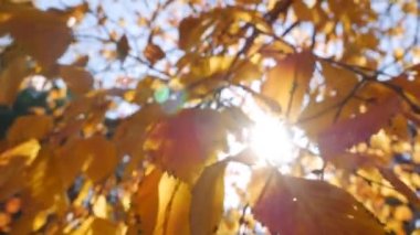 Sabah güneşleri rengarenk sonbahar yapraklarının arasından yol alırlar. Sonbahar yeşilliği olan doğa. Yakın plan. Sonbahar mevsimi.