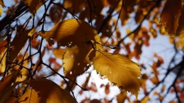 Sabah güneşleri rengarenk sonbahar yapraklarının arasından yol alırlar. Sonbahar yeşilliği olan doğa. Yakın plan. Sonbahar mevsimi.