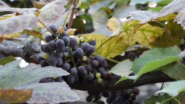 Гілка стиглого винограду Ізабелли або Vitis labrusca. Осінній час збору врожаю для винограду . — стокове відео