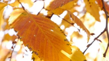 Sabah güneşleri rengarenk sonbahar yapraklarının arasından yol alırlar. Sonbahar yeşilliği olan doğa. Yakın plan. Sonbahar mevsimi.