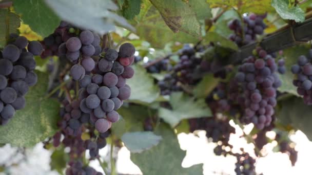 Zweig der reifen Isabella-Trauben oder Vitis labrusca. Herbst-Erntezeit für Reben. — Stockvideo