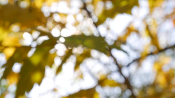 Ранкові сонячні промені проходять крізь барвисте осіннє листя. Природний фон з осіннім листям. Розфокусований розмитий вид. Крупним планом. Осінній сезон . — стокове відео