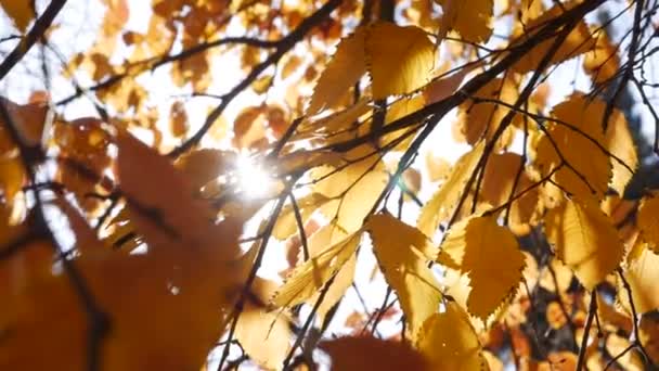 Os raios de sol da manhã fazem seu caminho através de folhas coloridas do outono. Natureza fundo com folhagem de outono. Close-up. Temporada de outono. — Vídeo de Stock