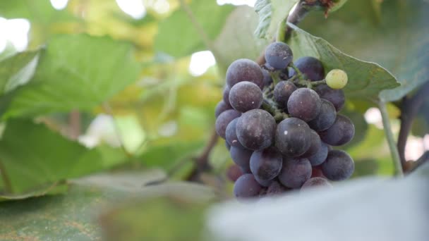 Zweig der reifen Isabella-Trauben oder Vitis labrusca. Herbst-Erntezeit für Reben. — Stockvideo