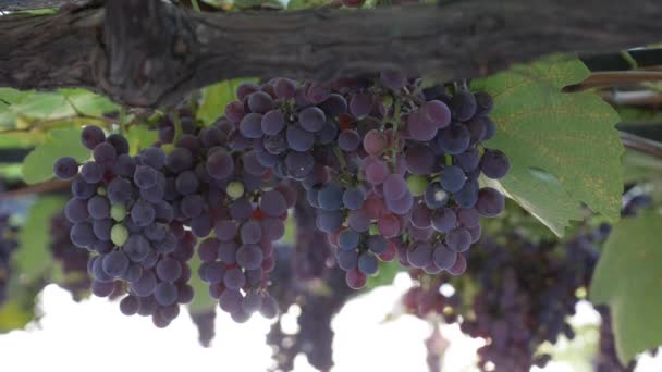 Ramo de uvas maduras Isabella o Vitis labrusca. Tiempo de cosecha de otoño para la vid. — Vídeo de stock