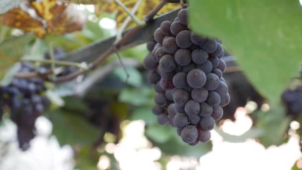 Branch of ripe Isabella grapes or Vitis labrusca. Autumn harvest time for grapevine. — Stock Video