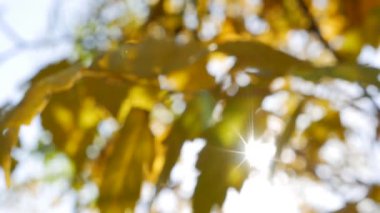 Sabah güneşleri rengarenk sonbahar yapraklarının arasından yol alırlar. Sonbahar yeşilliği olan doğa. Odaklanamayan bulanık görüntü. Yakın plan. Sonbahar mevsimi.