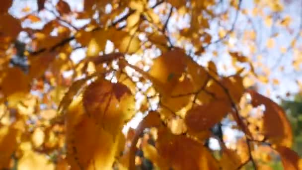 Los rayos de sol de la mañana se abren paso a través de coloridas hojas otoñales. Fondo natural con follaje otoñal. Vista borrosa desenfocada. Primer plano. Temporada de otoño. — Vídeo de stock