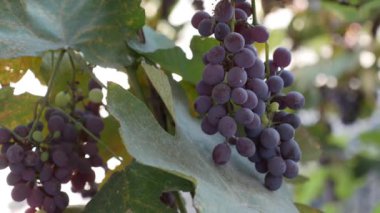 Olgun Isabella üzümü ya da Vitis labrusca dalı. Asma için sonbahar hasat zamanı.