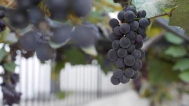 Olgun Isabella üzümü ya da Vitis labrusca dalı. Asma için sonbahar hasat zamanı.