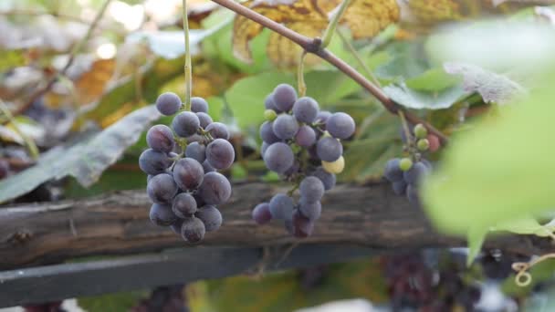 Ramo di uva Isabella matura o Vitis labrusca. Tempo di vendemmia autunnale della vite. — Video Stock