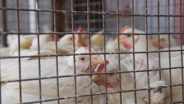 Много цыплят в клетке ждут покупателей в магазине свежих продуктов. Куры на местном азиатском рынке. Крупный план . Стоковое Видео