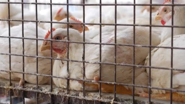 Много цыплят в клетке ждут покупателей в магазине свежих продуктов. Куры на местном азиатском рынке. Крупный план . — стоковое видео