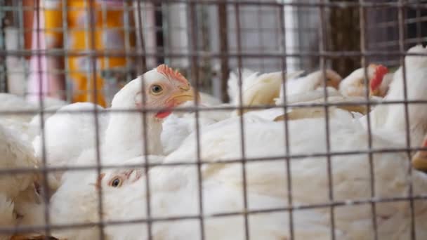 Много цыплят в клетке ждут покупателей в магазине свежих продуктов. Куры на местном азиатском рынке. Крупный план . Видеоклип