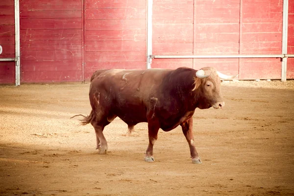 Spanish brown bull, Madrid, Spain. — Stock Photo, Image