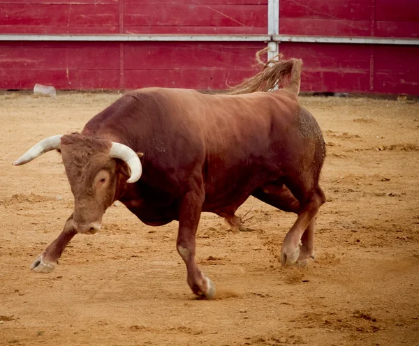 Dappere en gevaarlijke bruin stier in de Arenaodważny i niebezpieczne brązowy byk na arenie — Stockfoto