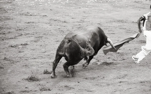 Farlig tjur i tjurfäktningsarenan, svart och vitt — Stockfoto